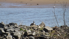 Branta canadensis