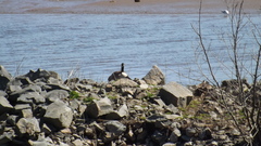 Branta canadensis