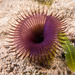 Sand Fan Worm - Photo (c) Marine Explorer (Dr John Turnbull), some rights reserved (CC BY-NC-SA)