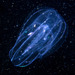 Medusas de Peines - Photo (c) Marine Explorer (Dr John Turnbull), algunos derechos reservados (CC BY-NC-SA)