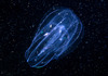 Comb Jellies - Photo (c) Marine Explorer (Dr John Turnbull), some rights reserved (CC BY-NC-SA)