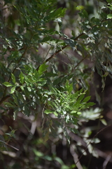 Amyris balsamifera