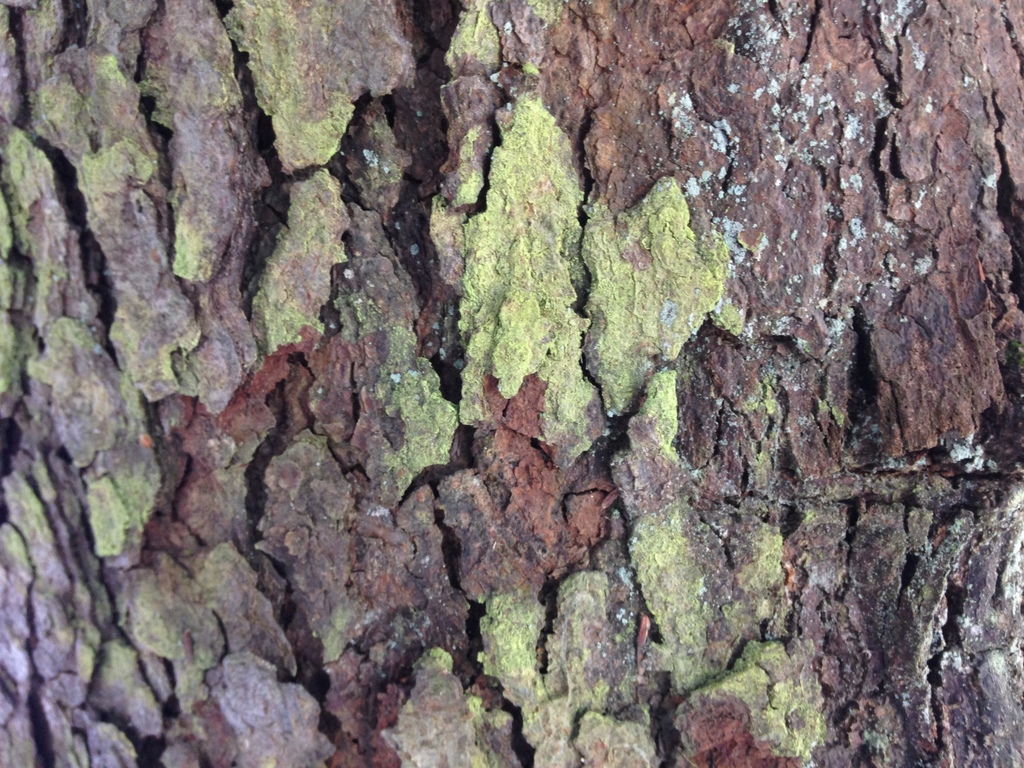 Conifer Gold-Dust