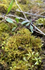 Weissia brachycarpa