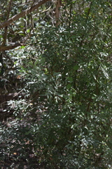 Amyris balsamifera