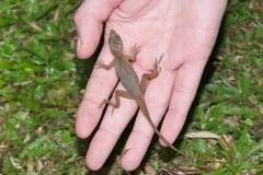 Anolis tropidolepis