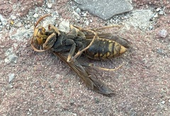Polistes jokahamae