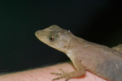 Anolis tropidolepis