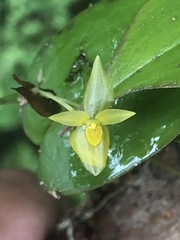 Pleurothallis prolaticollaris