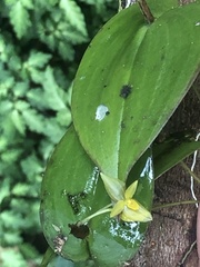 Pleurothallis prolaticollaris
