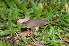 Anolis tropidolepis