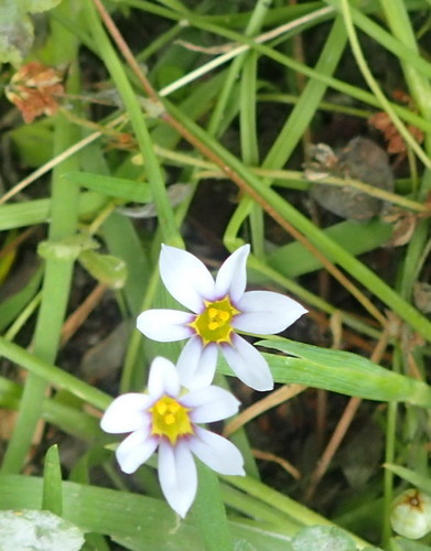 Iridaceae image