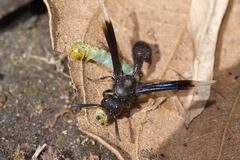 Zethus apicalipennis