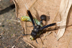 Zethus apicalipennis