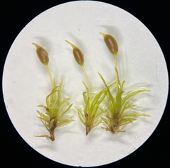 Weissia brachycarpa