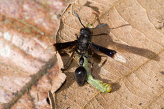 Zethus apicalipennis