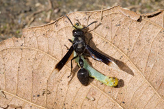 Zethus apicalipennis