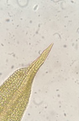 Weissia brachycarpa