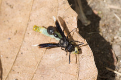 Zethus apicalipennis