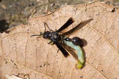 Zethus apicalipennis