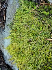 Tripterocladium leucocladulum