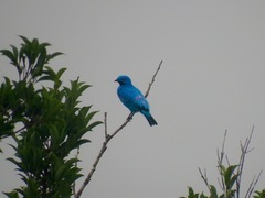 Cotinga maynana