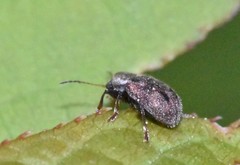 Xanthonia decemnotata