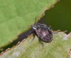 Xanthonia decemnotata