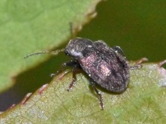 Xanthonia decemnotata