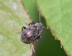 Xanthonia decemnotata