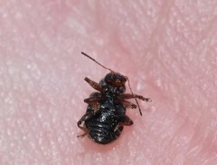 Xanthonia decemnotata