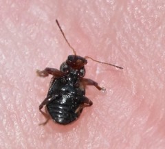 Xanthonia decemnotata