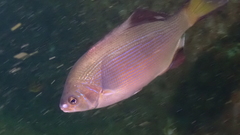 Striped Seaperch photo 4