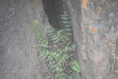 Asplenium vespertinum