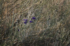 Psorothamnus scoparius