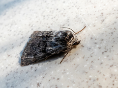 Pleromelloida conserta