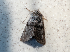 Pleromelloida conserta