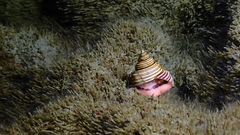 Calliostoma canaliculatum