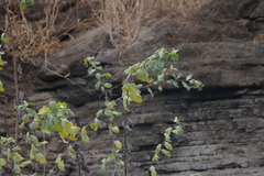 Myriopus psilostachya