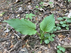 Hosta plantaginea