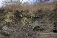 Myriopus psilostachya