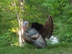Meleagris gallopavo