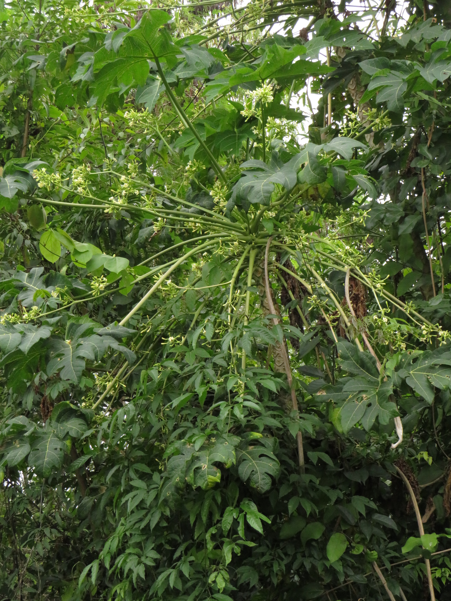 Carica papaya