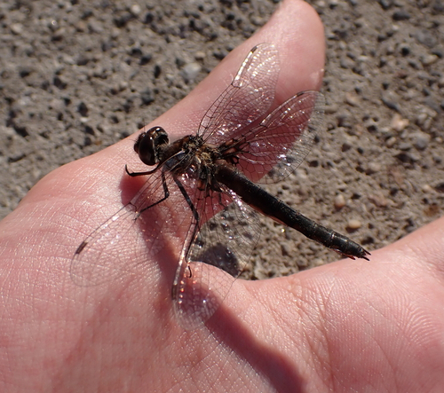 Common Baskettail photo 5
