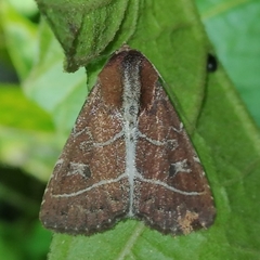 Perigea lineata