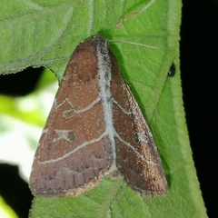 Perigea lineata