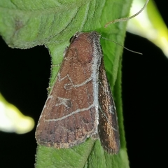 Perigea lineata