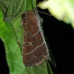 Perigea lineata