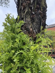 Gleditsia triacanthos