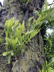 Gleditsia triacanthos